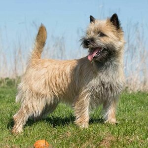 Hondentrimsalon Paula image 1