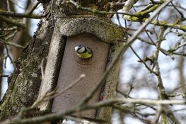 Nestkastjes timmeren op Kinderboerderij De Baak