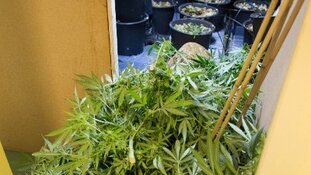 Twee aanhoudingen bij hennepkwekerij