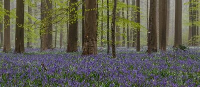 Voorjaarswandeling met de Boswachter