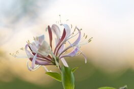 BETER KIEZEN: COACHING IN HET BOS