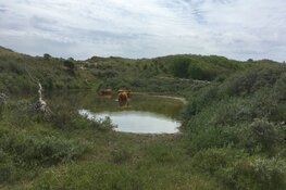 Zeldzame wilde bloemen Duin en Kruidberg