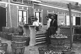 Lezing over de geschiedenis van de bloembollenteelt in Nederland