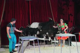 Nationaal Familie Circus Barani komt naar Castricum