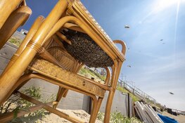 Duizenden bijen gaan dagje naar het strand bij Zandvoort
