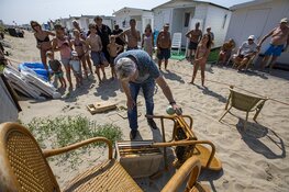 Duizenden bijen gaan dagje naar het strand bij Zandvoort