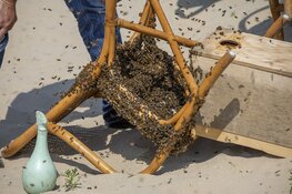 Duizenden bijen gaan dagje naar het strand bij Zandvoort