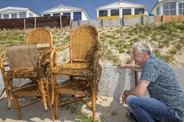Duizenden bijen gaan dagje naar het strand bij Zandvoort