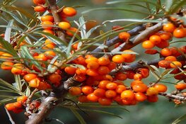 De natuur als apotheek