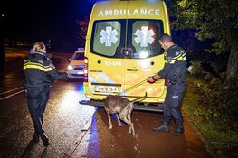 Man raakt tijdens uitlaten hond te water in Haarlem