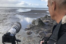 Van meeuwen tot strandlopers: fotograaf Sijmen legt &#39;de mooiste vogels van de Noordzee&#39; vast