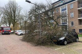 Boom op auto in Van Moerkerkenstraat