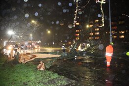 Boom over weg en fietspad aan Prins Bernhardlaan