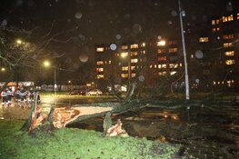 Boom over weg en fietspad aan Prins Bernhardlaan