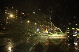 Boom over weg en fietspad aan Prins Bernhardlaan