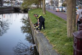 Jongen te water aan de Zijlsingel in Haarlem