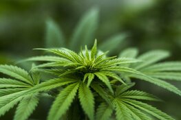 Hennepkwekerij ontdekt na brand