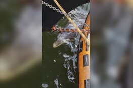 Dolfijn glipt door sluis IJmuiden en zwemt naar Amsterdam: "Ik heb dit nog nooit gezien"