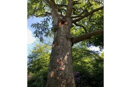 Deel wandelpad Beeckestijn afgesloten door zieke beuk