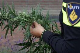 Hennepkwekerij aangetroffen