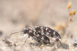 Fotowandeling ‘macrofotografie’ met Evert-Jan Woudsma