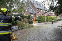 Boom omgewaaid aan de Zomerlaan in Heemstede