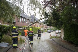 Boom omgewaaid aan de Zomerlaan in Heemstede