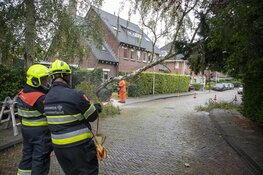 Boom omgewaaid aan de Zomerlaan in Heemstede