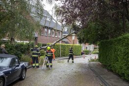 Boom omgewaaid aan de Zomerlaan in Heemstede