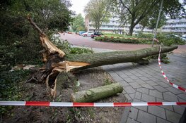 Auto's beschadigd door omgevallen boom door storm IJmuiden