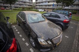 Auto's beschadigd door omgevallen boom door storm IJmuiden