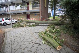 Auto's beschadigd door omgevallen boom door storm IJmuiden