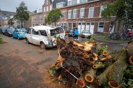 Busje zwaar beschadigd door omgevallen boom in Haarlem