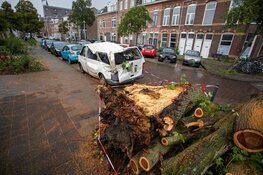 Busje zwaar beschadigd door omgevallen boom in Haarlem
