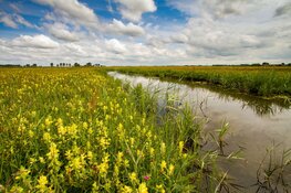 Landschap Noord-Holland zet in op 1 miljoen m2 extra natuur