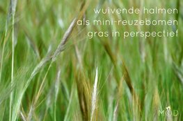 Zanddoddegras klinkt als een gedicht