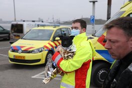 Hond eigenaar springt te water om hond te redden