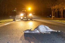 Hert overleden na aanrijding met wagen Koninklijke Marechaussee