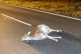 Hert overleden na aanrijding met wagen Koninklijke Marechaussee
