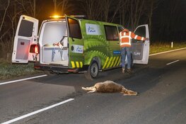 Hert overleden na aanrijding met wagen Koninklijke Marechaussee