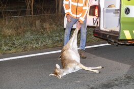 Hert overleden na aanrijding met wagen Koninklijke Marechaussee