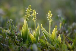 Orchideeën in de duinen