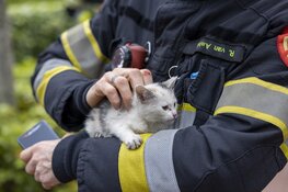 Brandweer redt kat onder auto vandaan in Haarlem