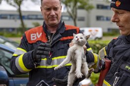 Brandweer redt kat onder auto vandaan in Haarlem