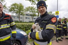 Brandweer redt kat onder auto vandaan in Haarlem