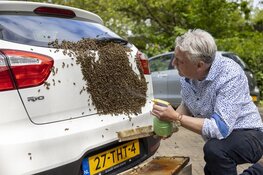 Imker haalt duizenden bijen van geparkeerde auto in Haarlem