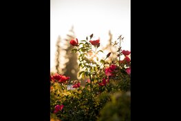 Doornroosje en rozen bij het Koetshuijs in Heemskerk!