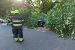 Boom omgevallen op geparkeerde auto