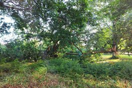 Boom omgevallen op geparkeerde auto