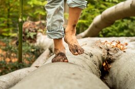 Herfstavontuur op de Duin en Bosdag